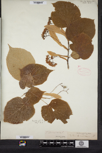 Tilia americana image