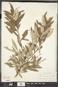 Salix smithiana image