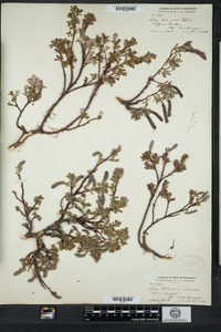 Salix uva-ursi image