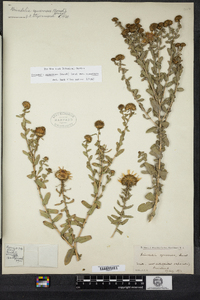 Grindelia squarrosa image