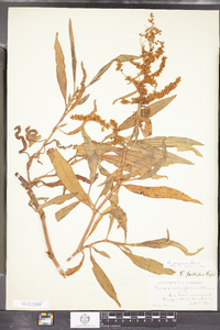 Rumex pallidus image