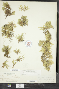 Selaginella rupestris image