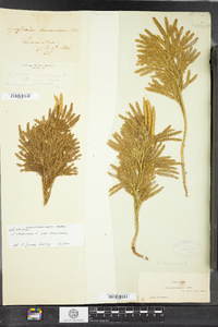 Dendrolycopodium obscurum image