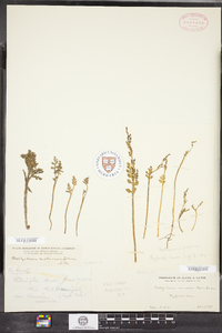 Botrychium matricariifolium image