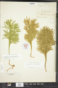 Lycopodium hickeyi image