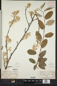 Amelanchier stolonifera image