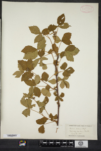 Rubus setosus image