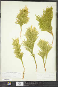 Lycopodium hickeyi image