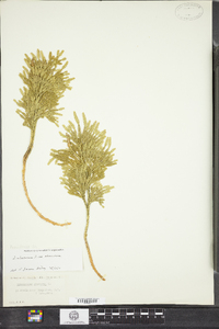 Dendrolycopodium obscurum image