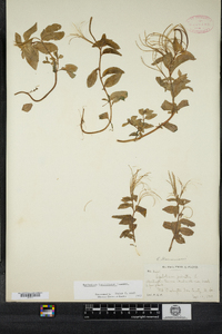 Epilobium lactiflorum image