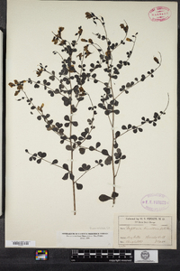 Baptisia tinctoria image