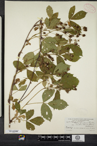 Rubus frondosus image