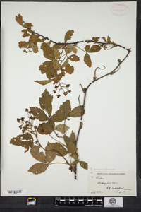 Rubus vermontanus image