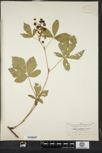 Rubus vermontanus image