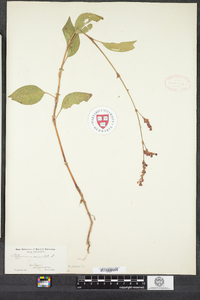 Polygonum orientale image