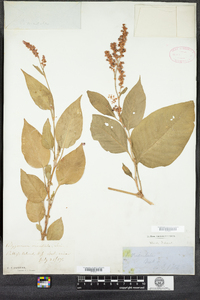 Polygonum orientale image