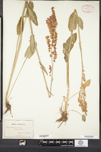 Rumex acetosa image