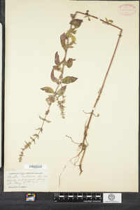 Mentha gracilis image