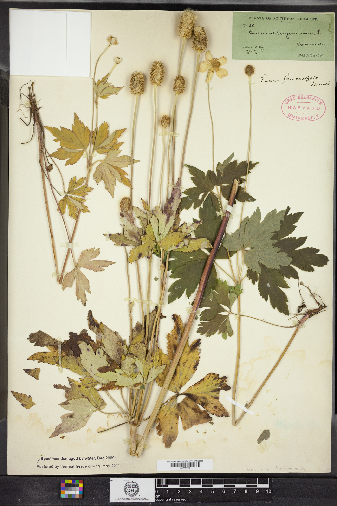 Anemone virginiana image