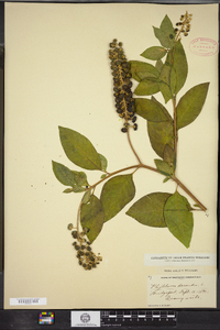 Phytolacca americana image