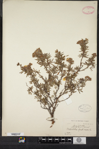 Potentilla fruticosa image