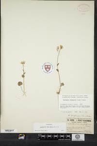 Cardamine douglassii image