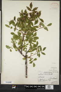 Rosa nitida image