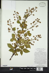 Rubus allegheniensis image