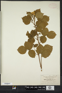 Rubus arenicola image