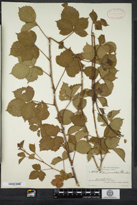 Rubus arenicola image