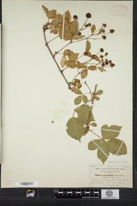 Rubus flagellaris image