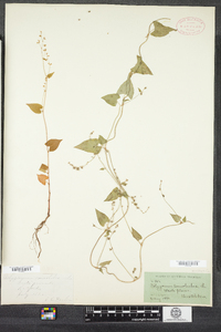 Polygonum convolvulus image