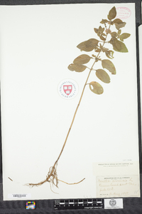 Mentha arvensis image