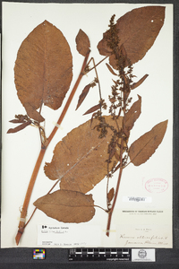 Rumex obtusifolius image