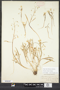 Claytonia virginica image