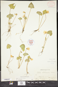 Viola affinis image