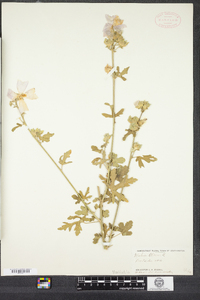 Malva alcea image