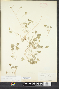 Oxalis corniculata image