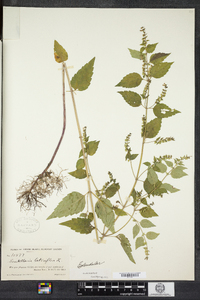 Scutellaria lateriflora image