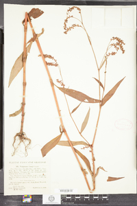 Polygonum careyi image