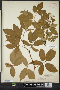 Rubus argutus image