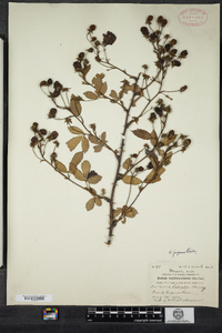 Rubus argutus image