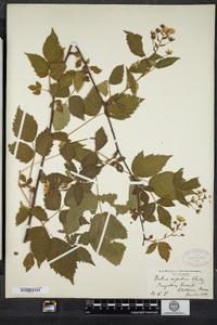 Rubus argutus image