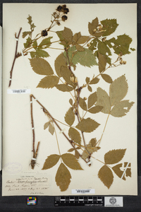 Rubus canadensis image