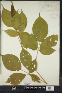 Rubus canadensis image