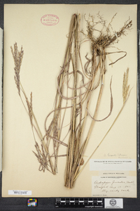 Andropogon gerardii image