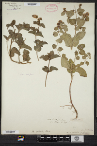 Mentha aquatica image