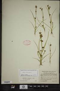 Rhynchospora scirpoides image