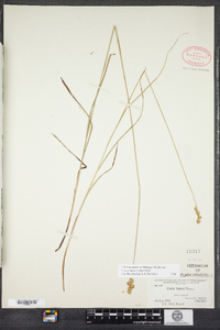 Carex tincta image