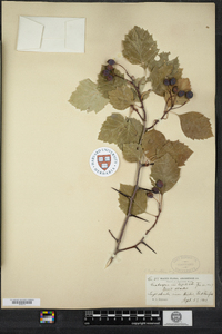 Crataegus scabrida image